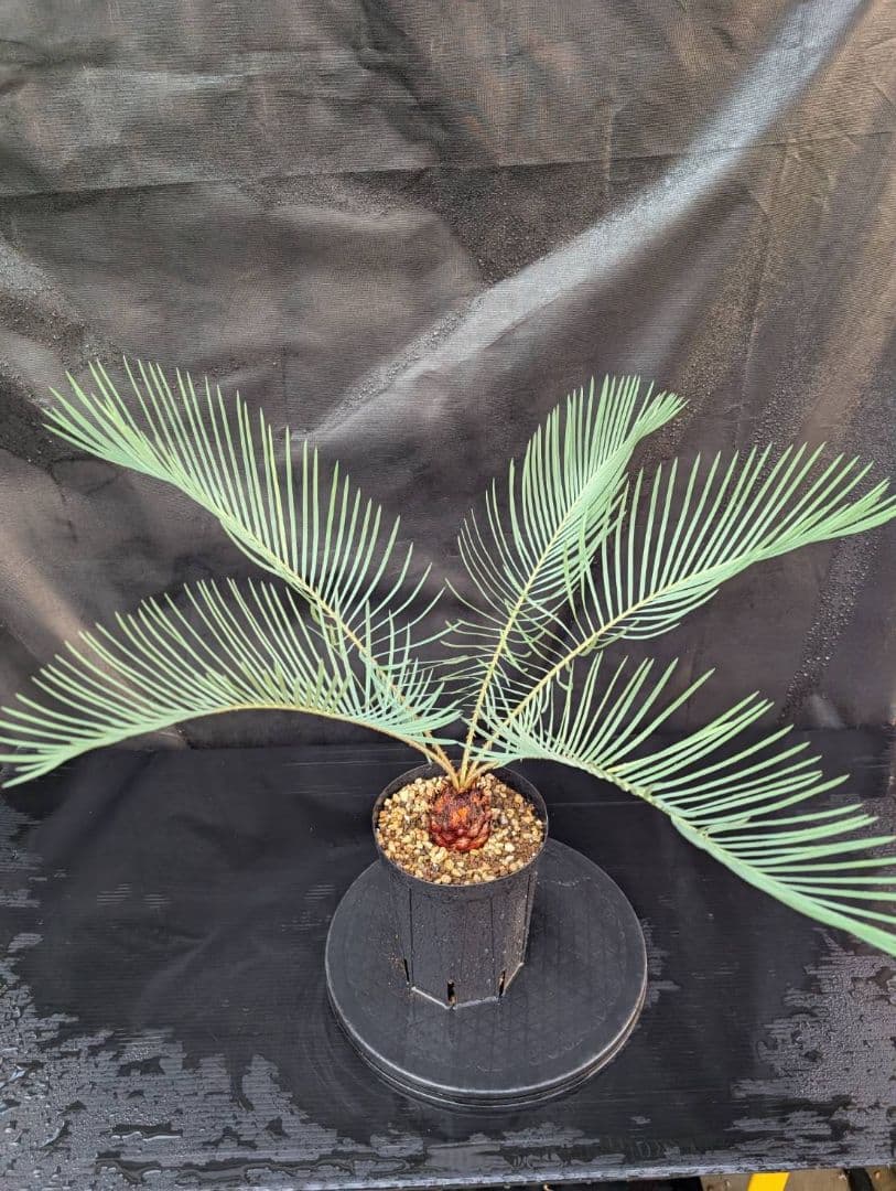 決算創業祭 お買い得 サイカスカイルンシアナ 5センチ株 見事！