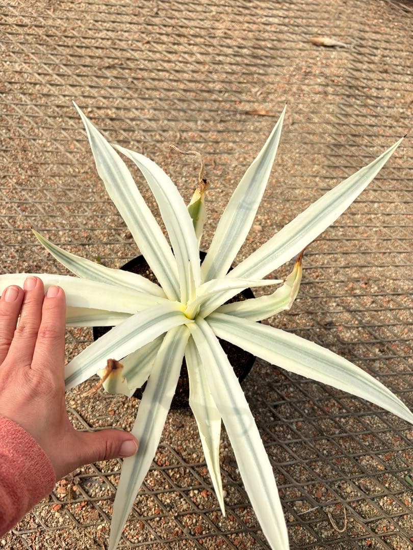 レア　アガベ　ミルキーホワイト　美株