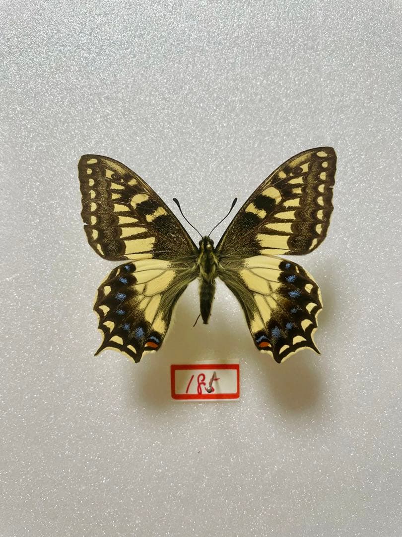 パピリオ・ホスピトン（イタリア産、1メス）