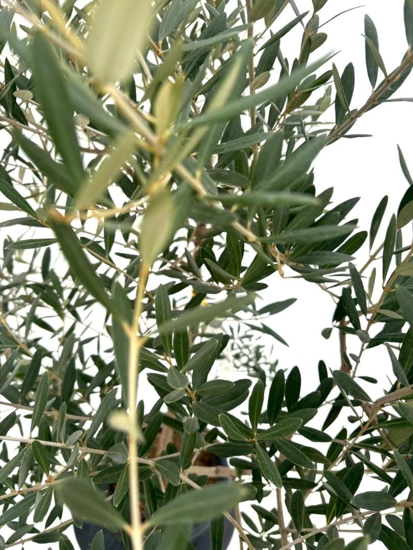 オリーブの木　ネバディロブランコ　8号　約165cm　NO.864　人気　現品