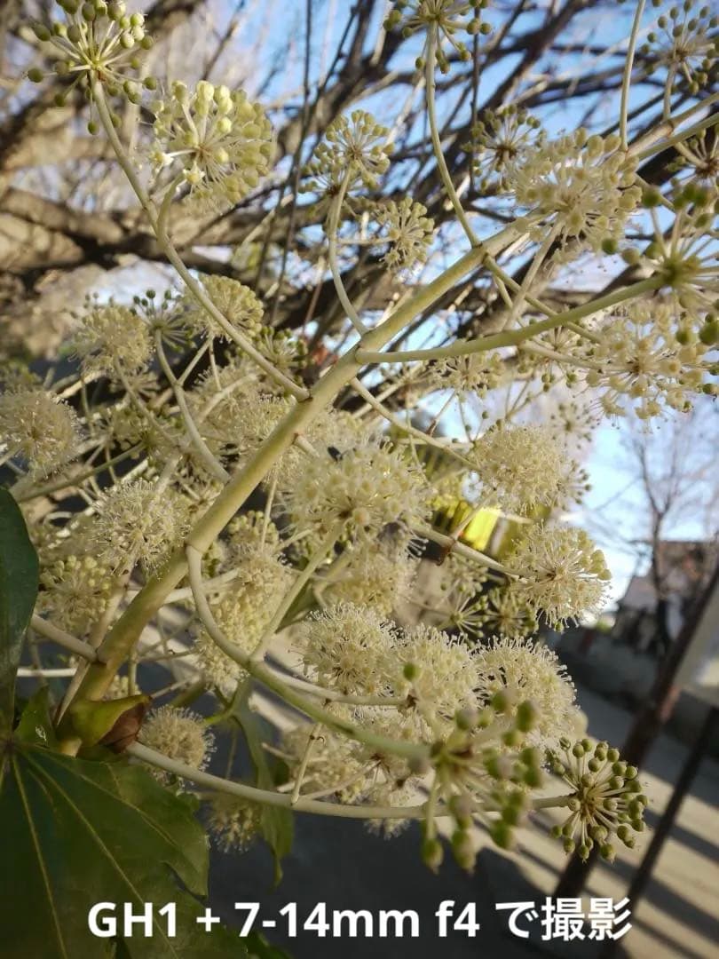 【極美品/光学クリア】LUMIX G VARIO 7-14mm F4.0