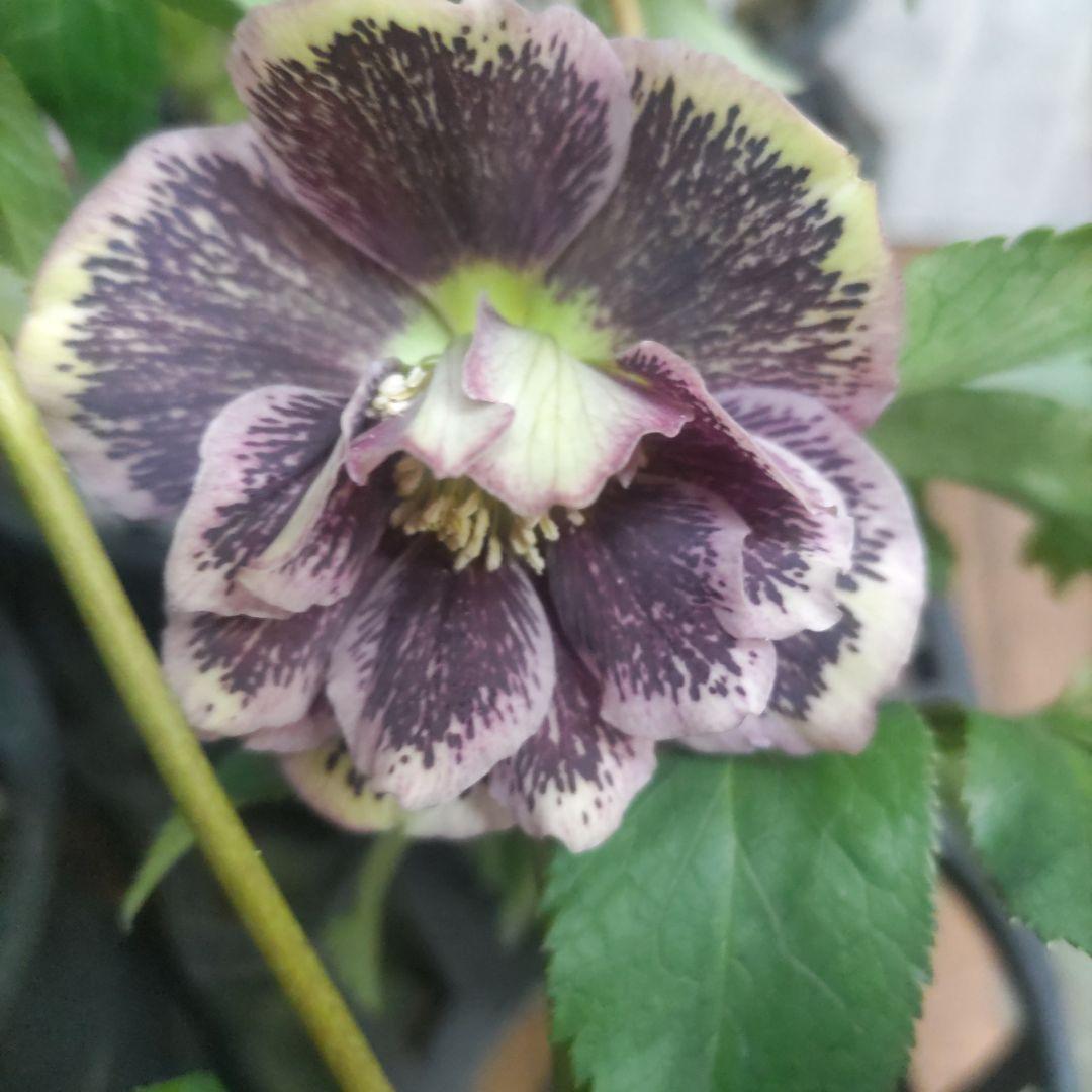 ７日入荷⭐️クリスマスローズダブル咲き⭐️８鉢セット