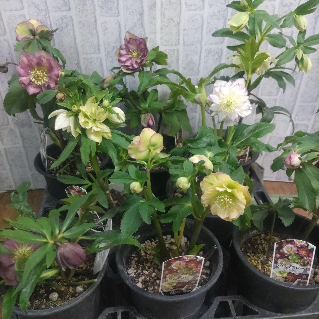 ７日入荷⭐️クリスマスローズダブル咲き⭐️８鉢セット