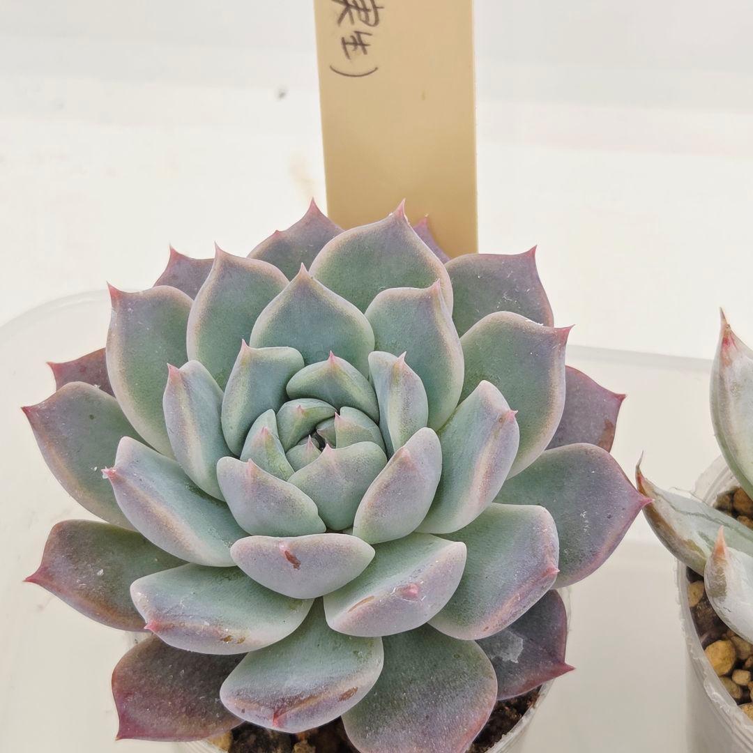 ビ*キ様 ㊸大きめ さくらホイップ❣️ミニマカロン❣️中リン交配❣️発根済6苗メ