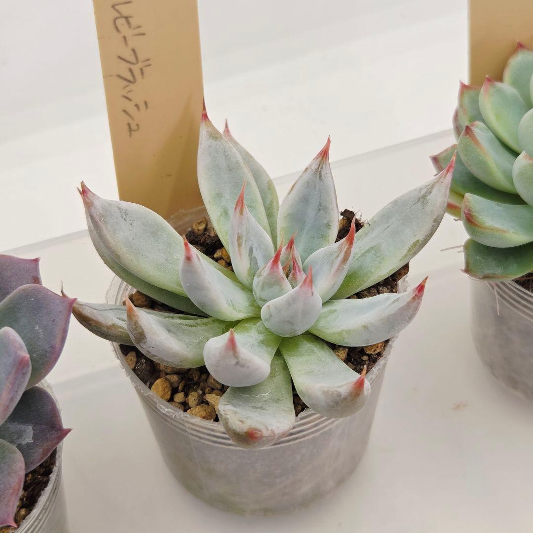 ビ*キ様 ㊸大きめ さくらホイップ❣️ミニマカロン❣️中リン交配❣️発根済6苗メ