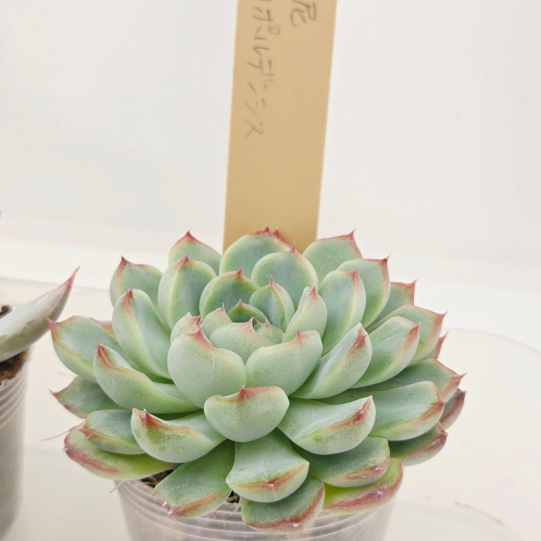 ビ*キ様 ㊸大きめ さくらホイップ❣️ミニマカロン❣️中リン交配❣️発根済6苗メ