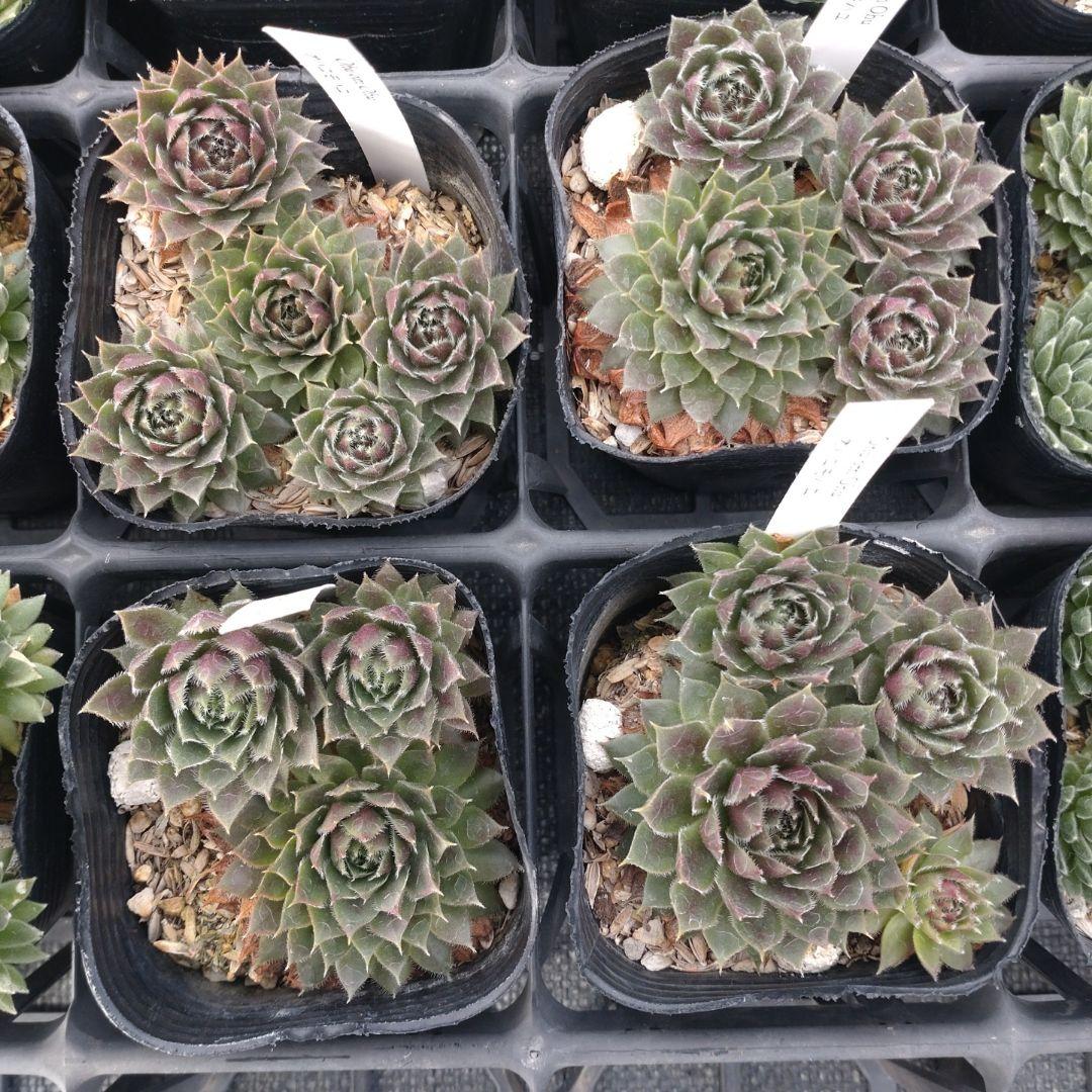 1ポット410円〜 センペルビウム26年1月 その3