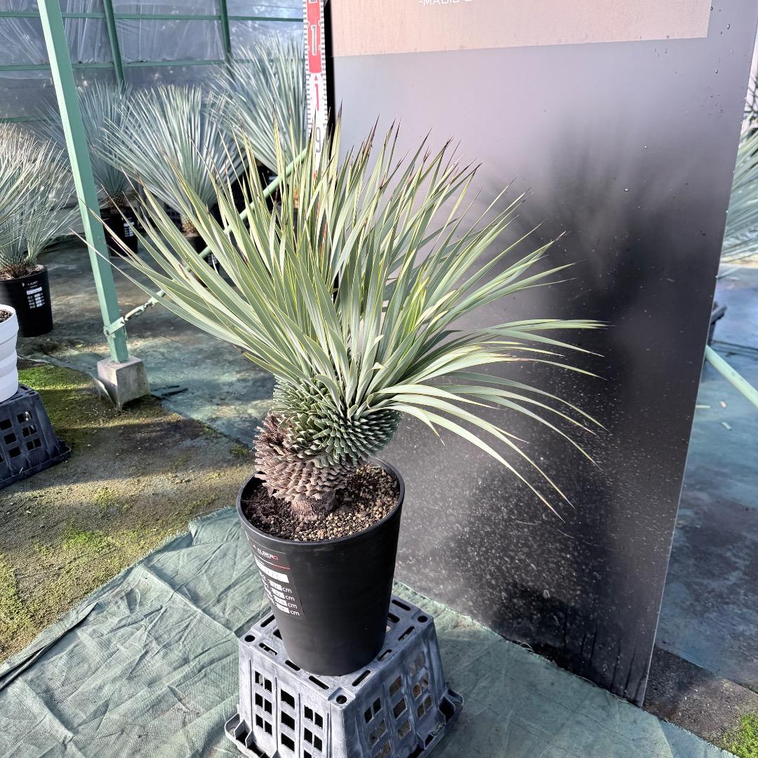 【AL1111】ユッカ　ロストラータ　超希少の頂上分頭　エキゾチック個体