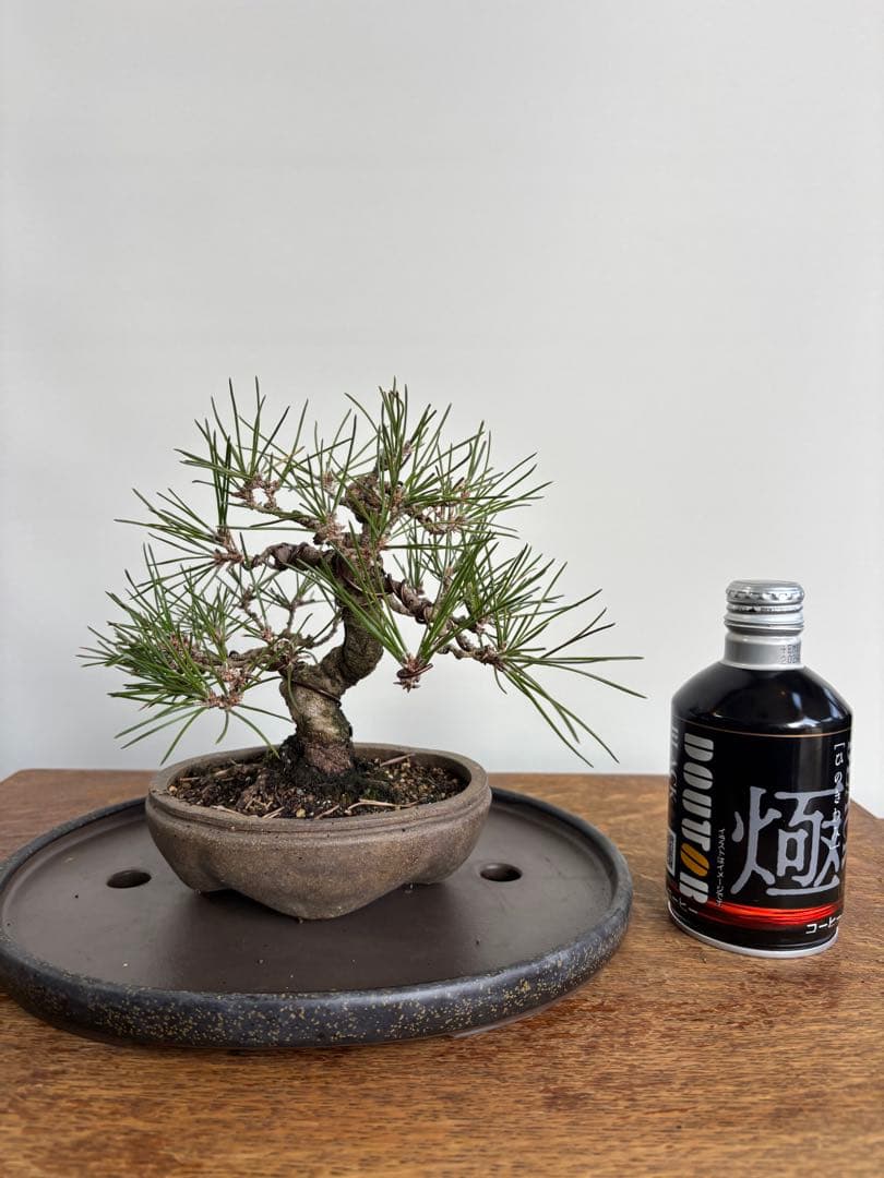黒松　小品盆栽