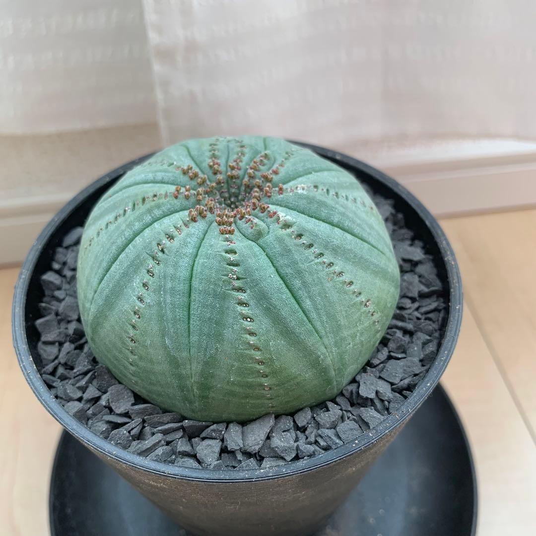 シンメトリカ 仔吹きタイプではない 螺旋稜 7.5cm 3.5寸鉢 幾何学模様