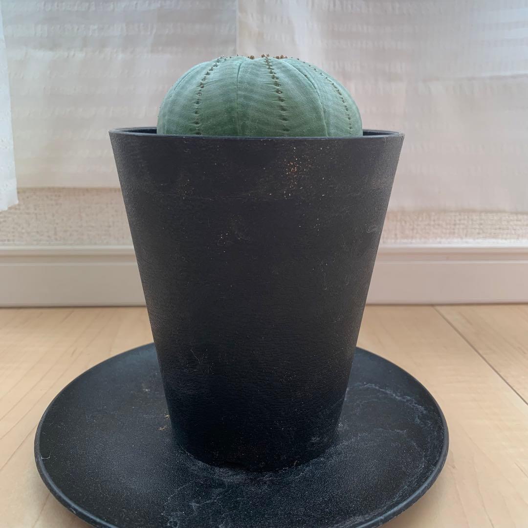 シンメトリカ 仔吹きタイプではない 螺旋稜 7.5cm 3.5寸鉢 幾何学模様