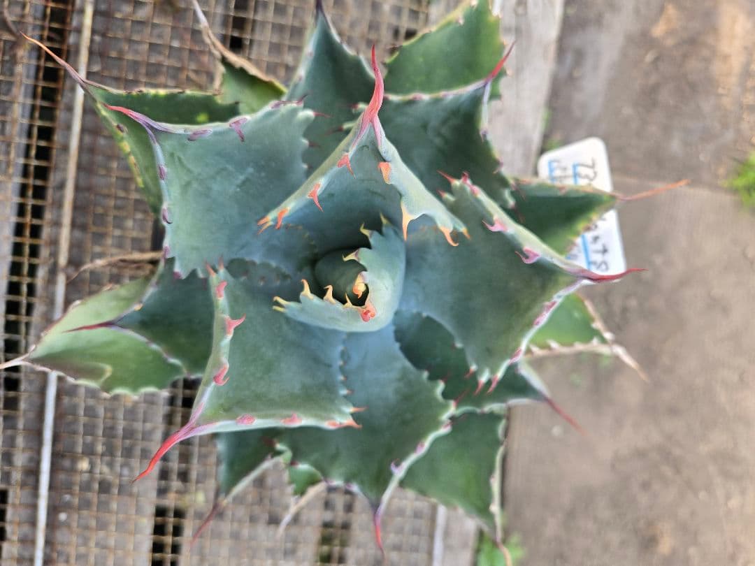 アガベ　ハイブリッド　パラサナ×マルガリータ③