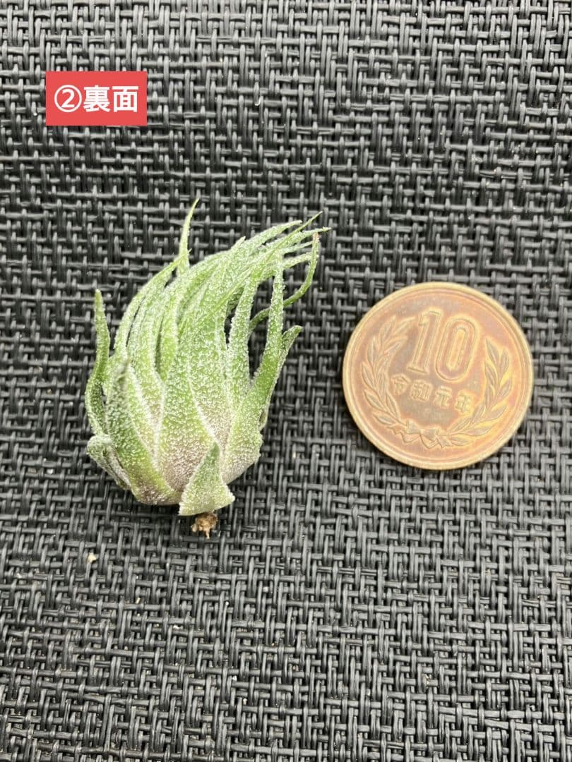 Tillandsia sprengeliana 内陸型　滝沢会長株