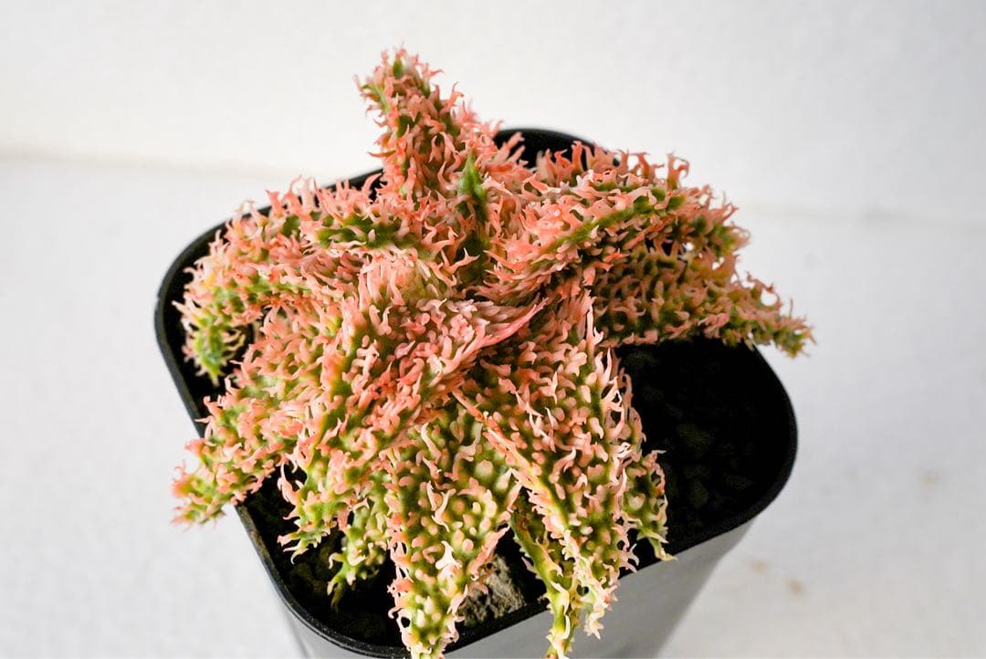 アロエハイブリッド