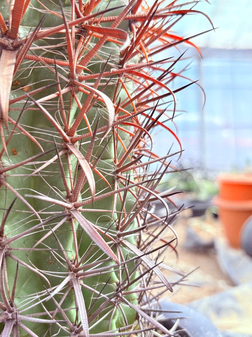 サボテン フェロカクタス 赤棘金冠竜