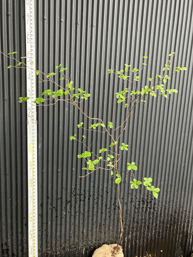 山採り　ウスギヨウラク