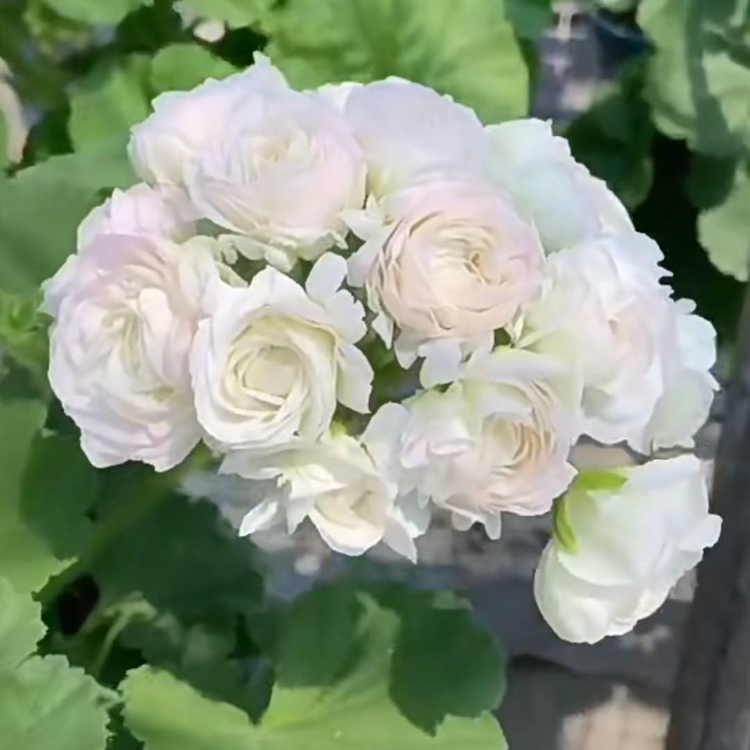 蕾２つローズ八重咲きゼラニウム　希少品種ゼラニウム　レア品種ゼラニウムWR01