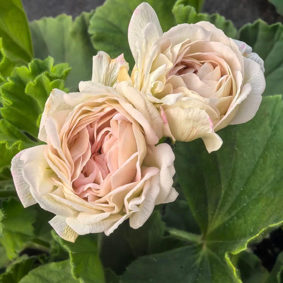 蕾２つローズ八重咲きゼラニウム　希少品種ゼラニウム　レア品種ゼラニウムWR01