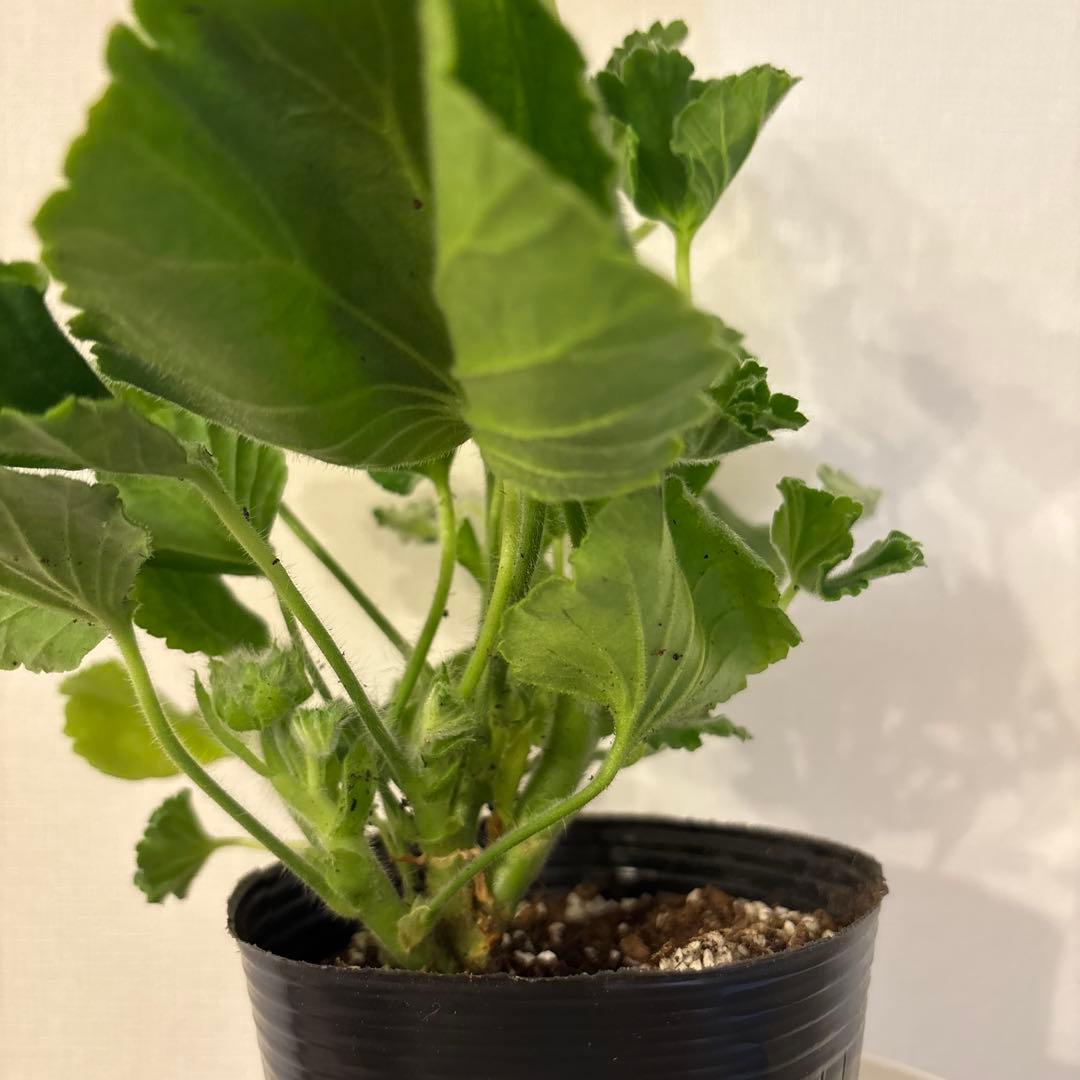 蕾２つローズ八重咲きゼラニウム　希少品種ゼラニウム　レア品種ゼラニウムWR01