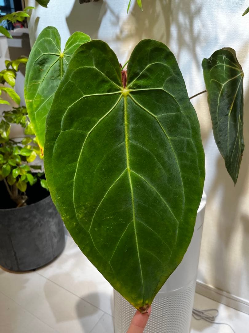 【潤☆】Anthurium'Red Dark Phoenix'