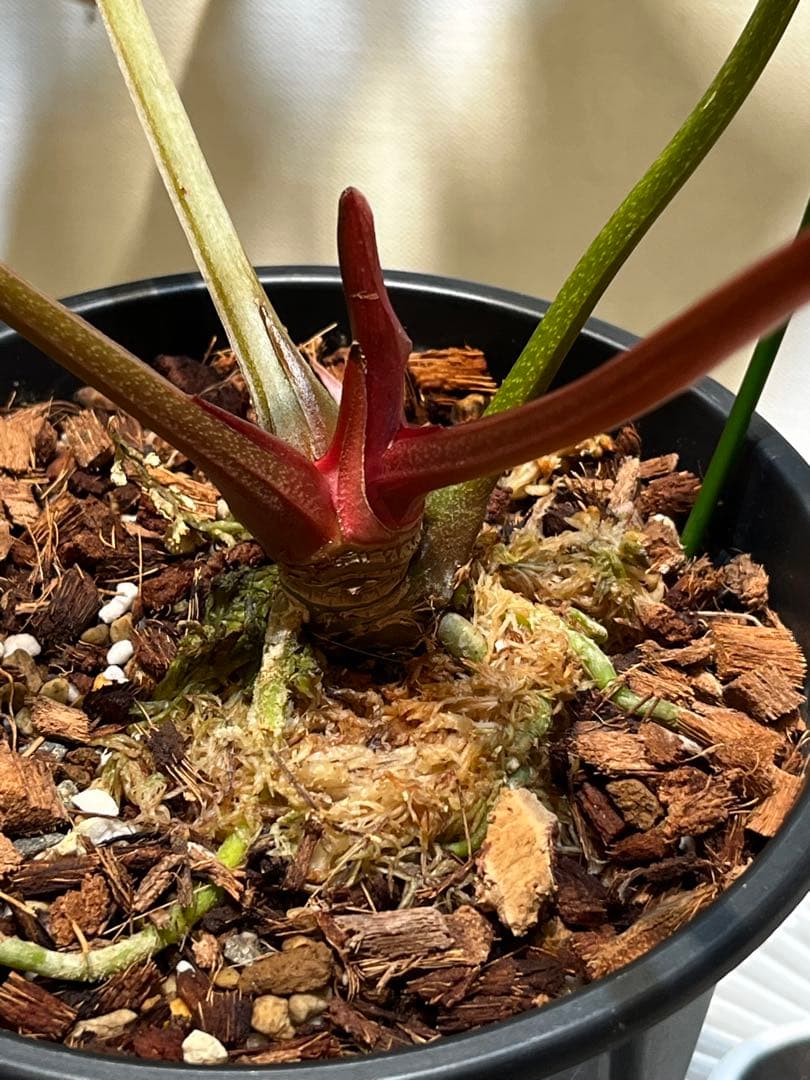 【潤☆】Anthurium'Red Dark Phoenix'