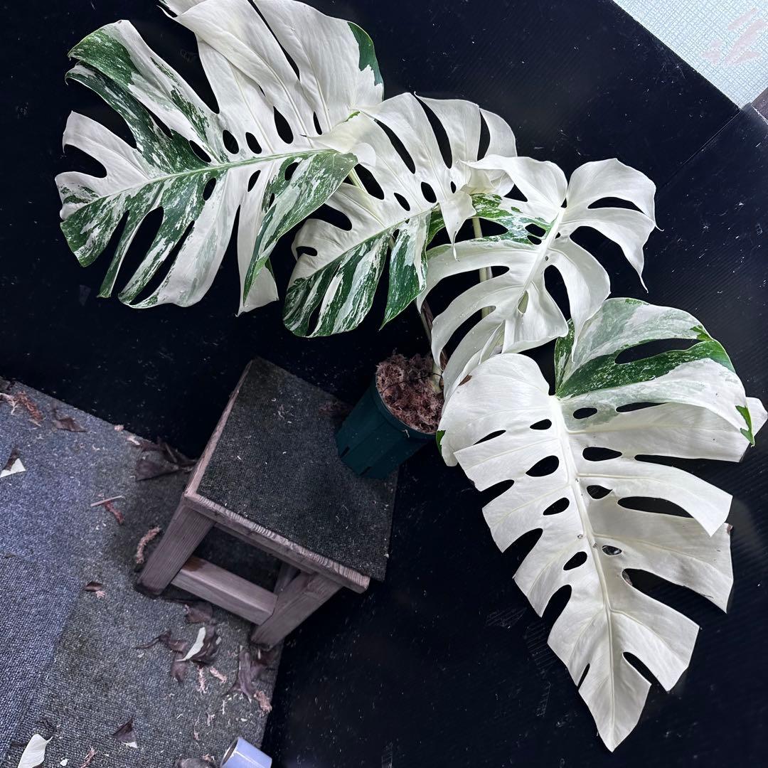 ぱ*に様 斑入りモンステラ ホワイトタイガー極美大株53cm白斑多