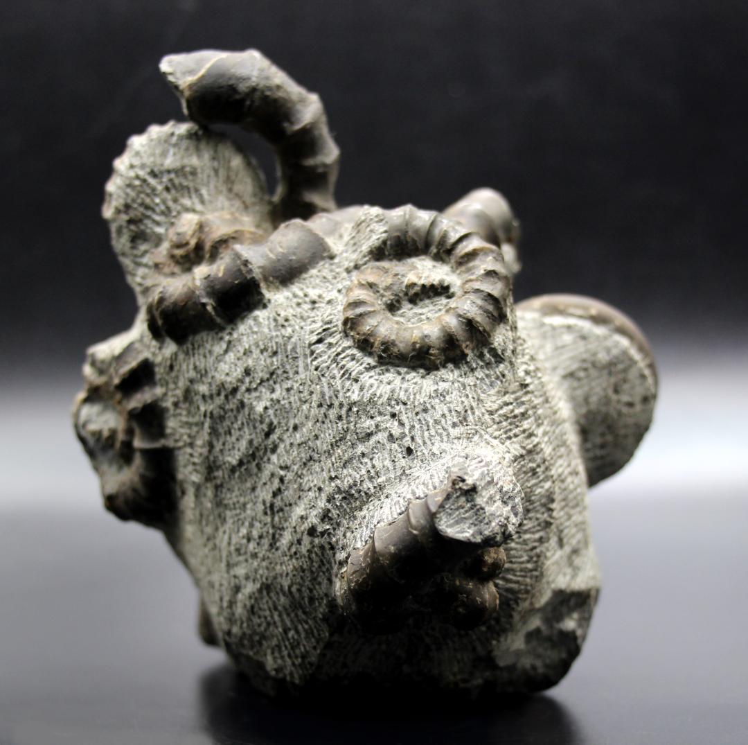 【限定値下げ中】博物館級 異常巻 アンモナイト 7化石密集 アイノセラス 高品質