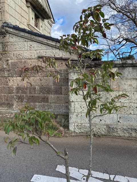 常緑ヤマボウシ　株元から180ｃｍ　ホンコンエンシス　月光