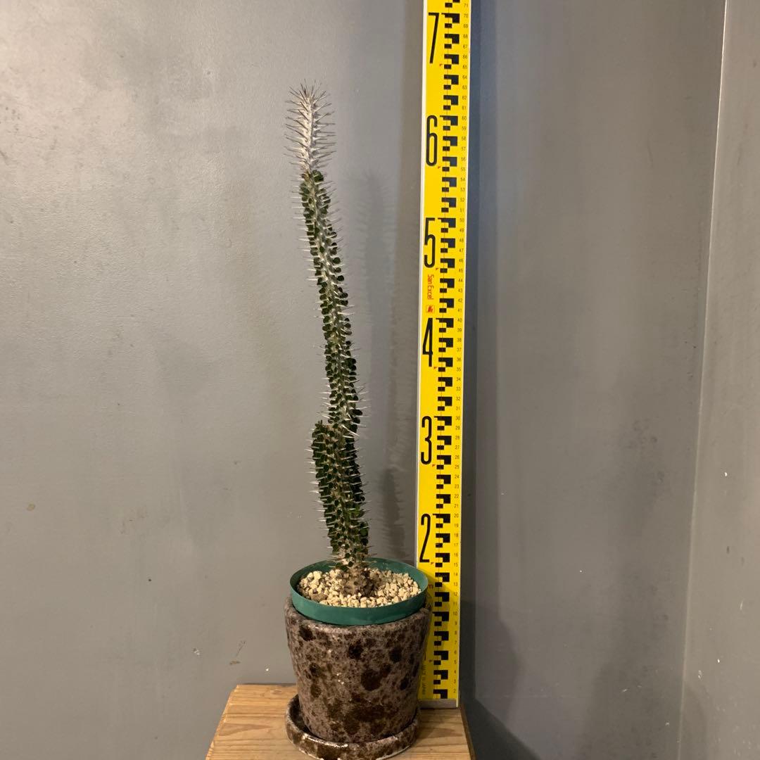 アローディア モンタグナッキー 陶器鉢 お皿付き