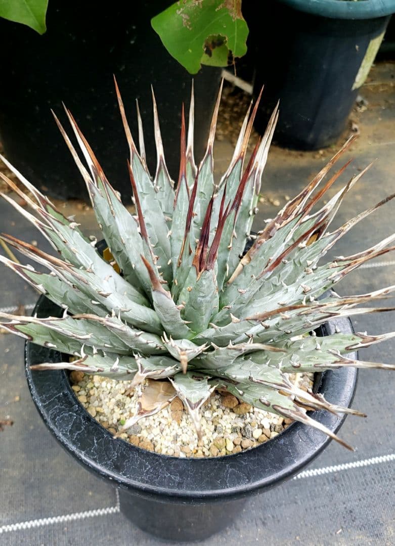 アカベ　ユタエンシス　エボリスピナ現地株