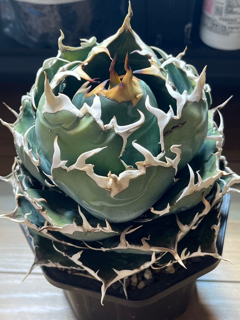 アガベ　白鯨　大株