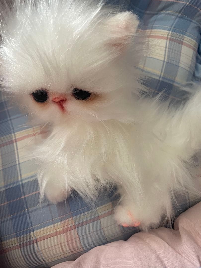 エキゾチックロングヘアの子猫アートドール