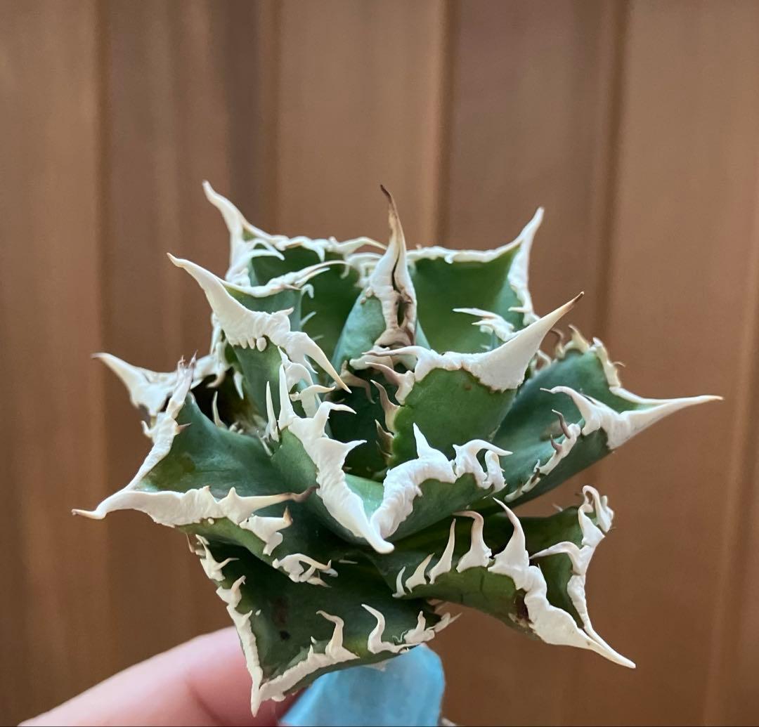 J*J様 【オークション】13 ラスト1株　優秀　アガべ　白豪刺　白豪棘　TC