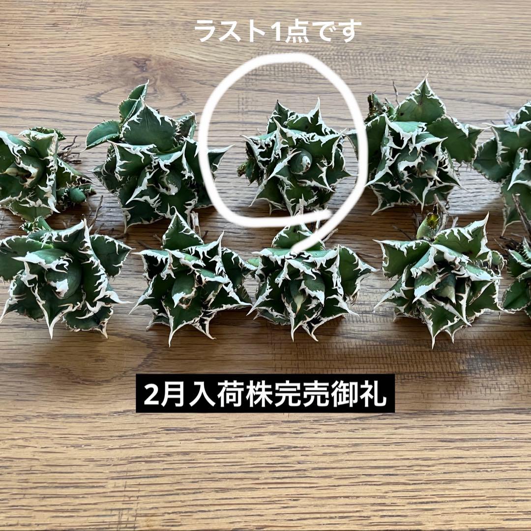 J*J様 【オークション】13 ラスト1株　優秀　アガべ　白豪刺　白豪棘　TC