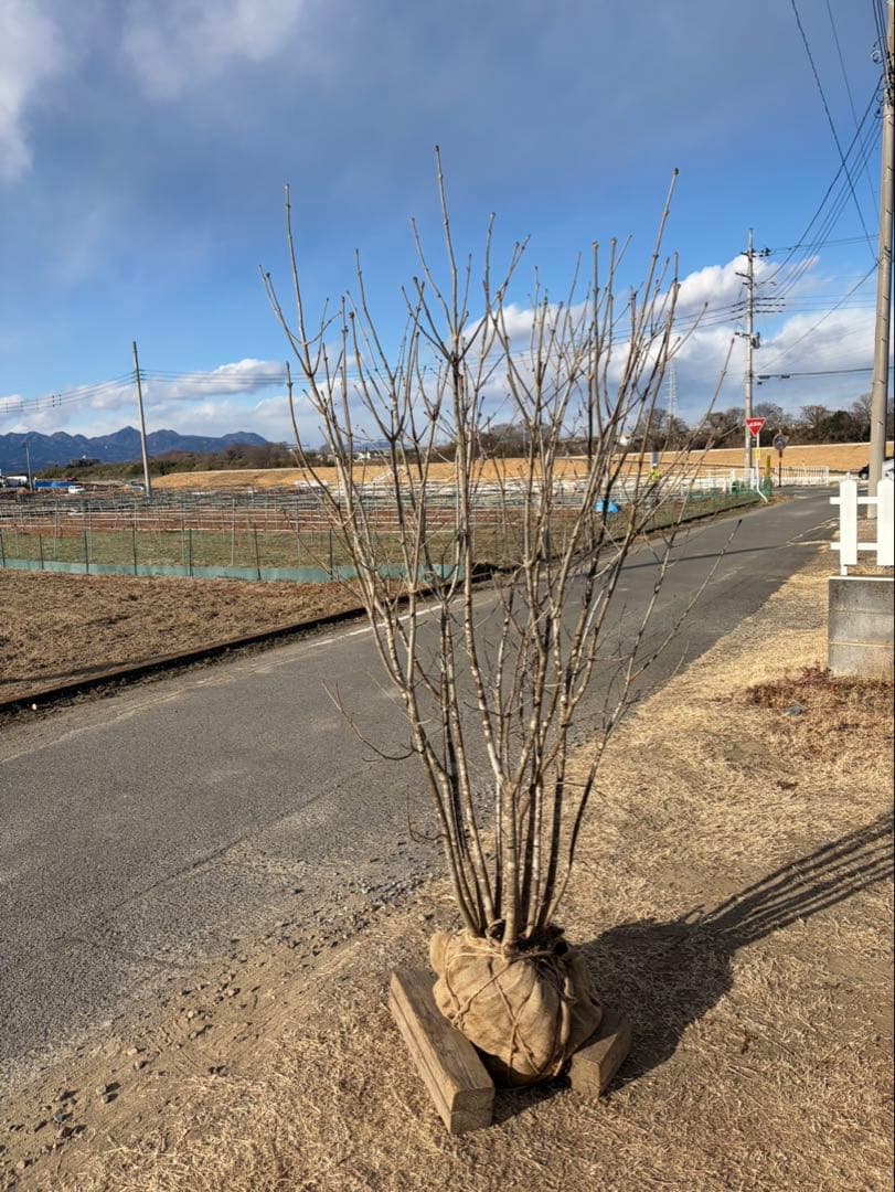 山採り アオダモ 自然樹形 武者立ち 12本立ち