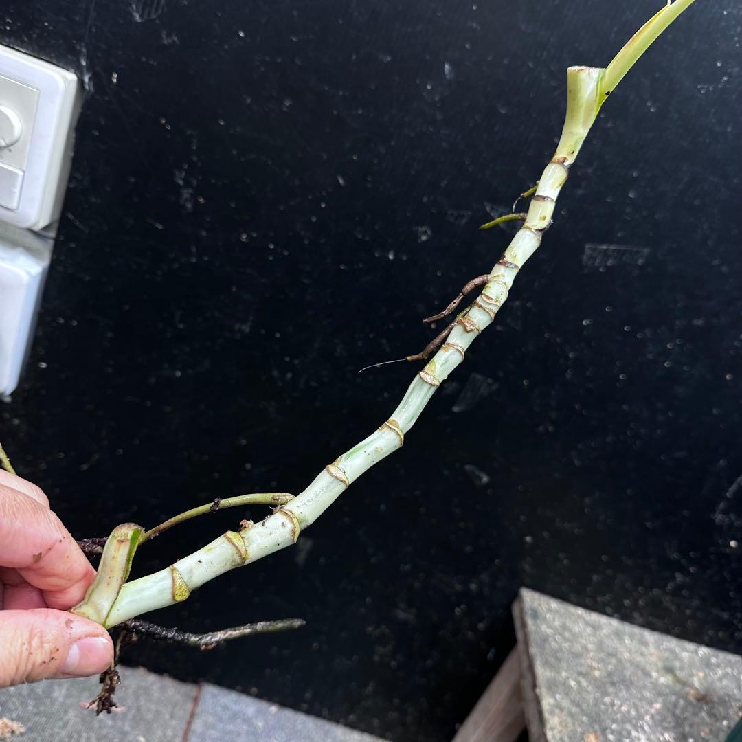 M*8様 斑入りモンステラホワイトタイガー大茎8株おまとめ