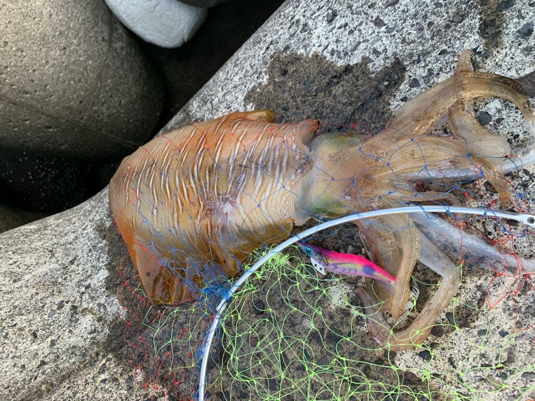 エギング　春イカ　エギ48個3.5号多数