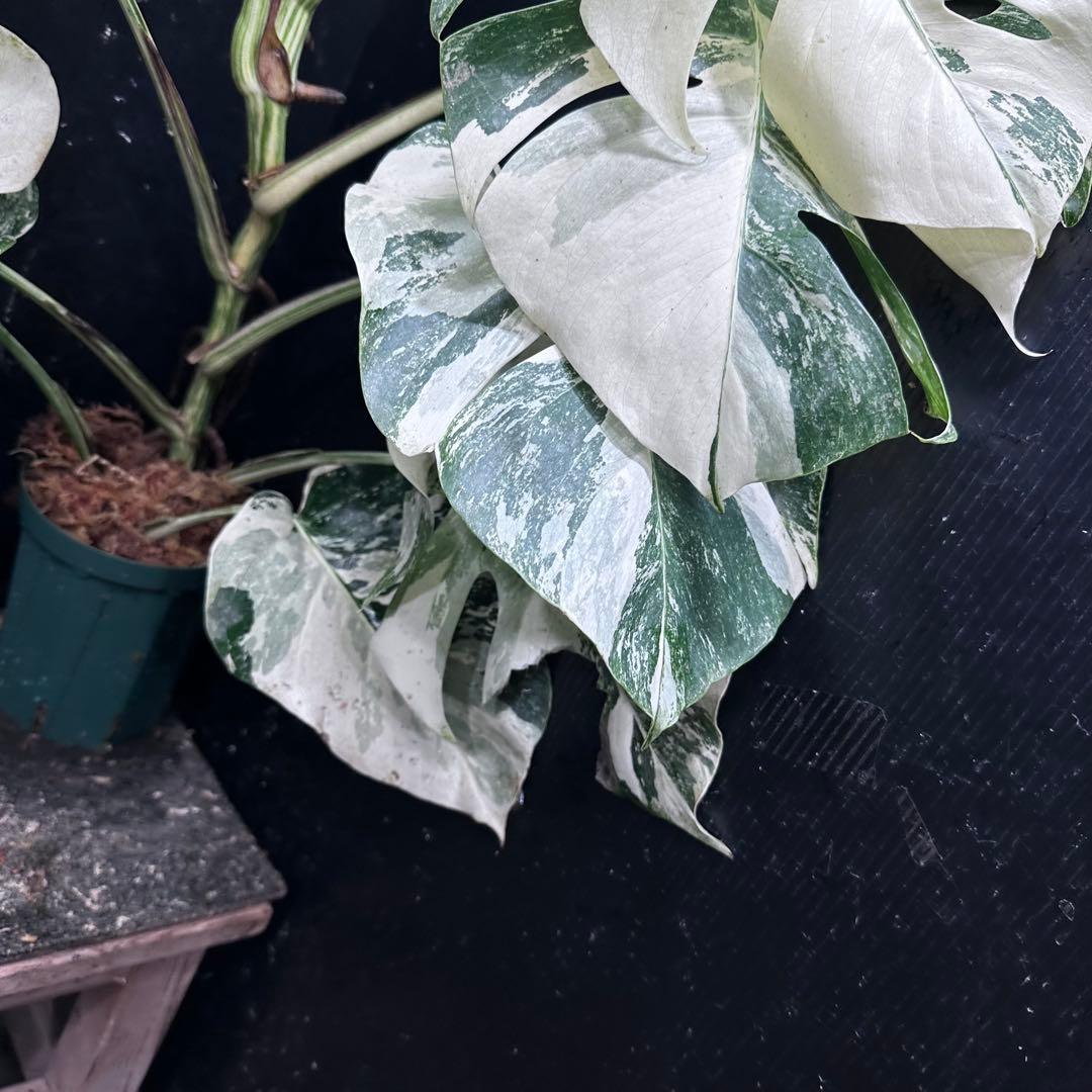 斑入りモンステラ ホワイトタイガー極美大株67cm白斑多