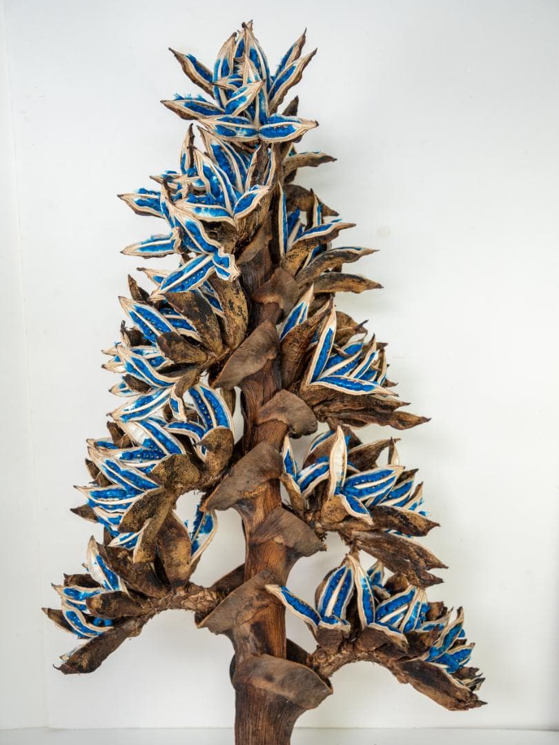 タビビトノキ 青い種 丸ごと 訳あり 6 旅人の木 オオギバショウ 種子