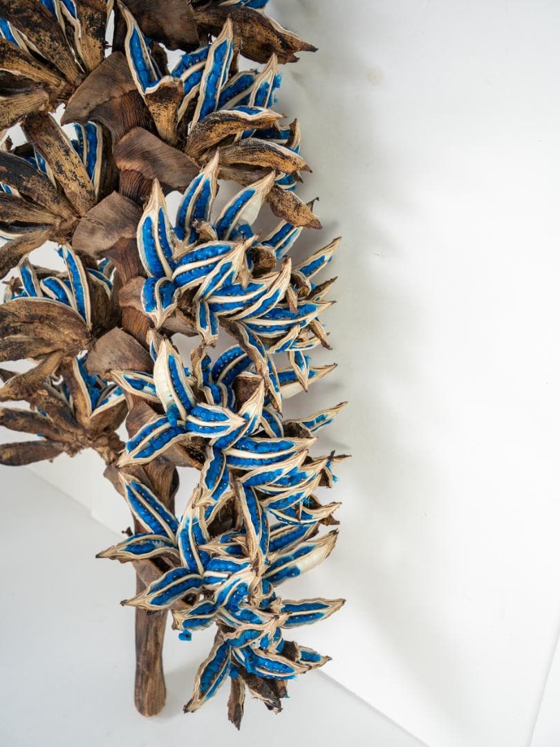 タビビトノキ 青い種 丸ごと 訳あり 6 旅人の木 オオギバショウ 種子