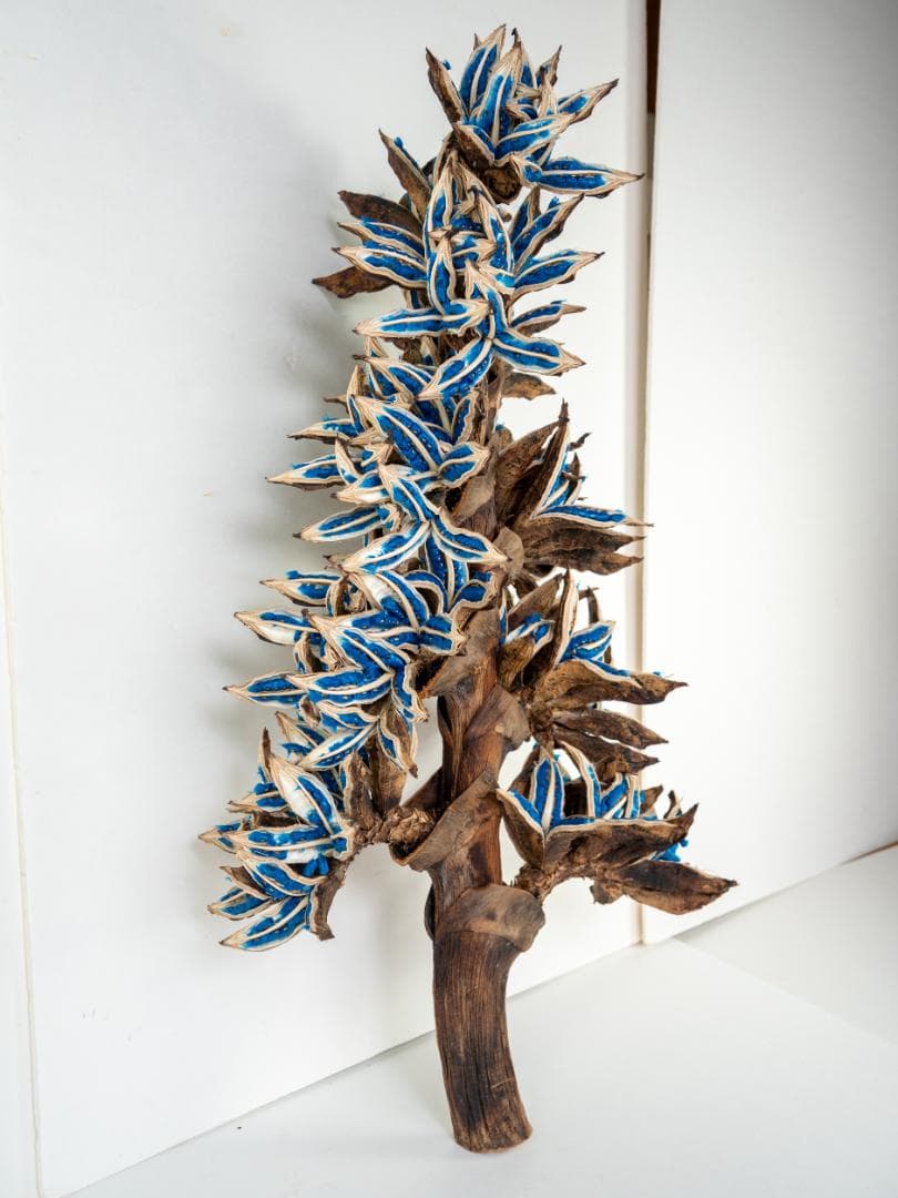 タビビトノキ 青い種 丸ごと 訳あり 6 旅人の木 オオギバショウ 種子