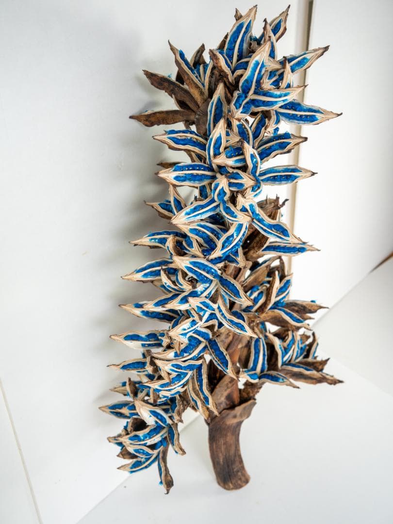 タビビトノキ 青い種 丸ごと 訳あり 6 旅人の木 オオギバショウ 種子