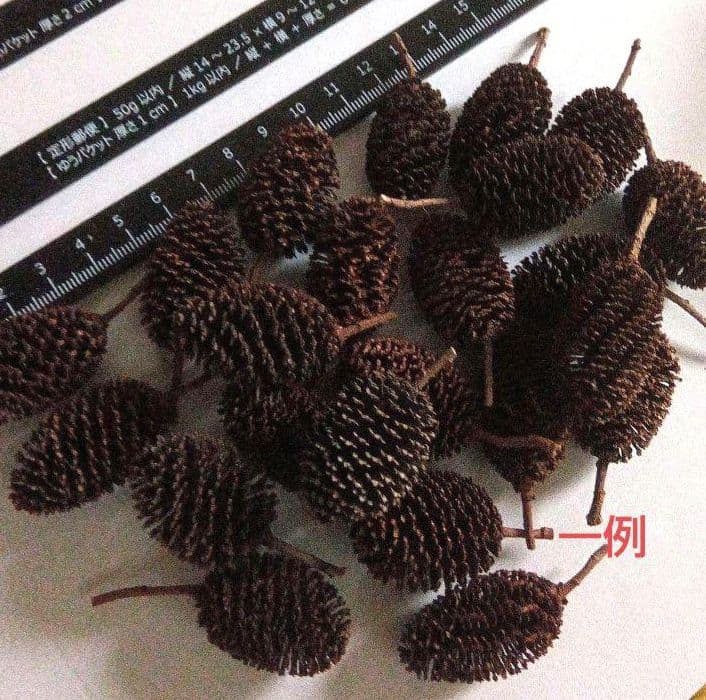 ✿シャブシ 大きめ 30個　シュリンプ　 タンニン　リース　ワークショップ