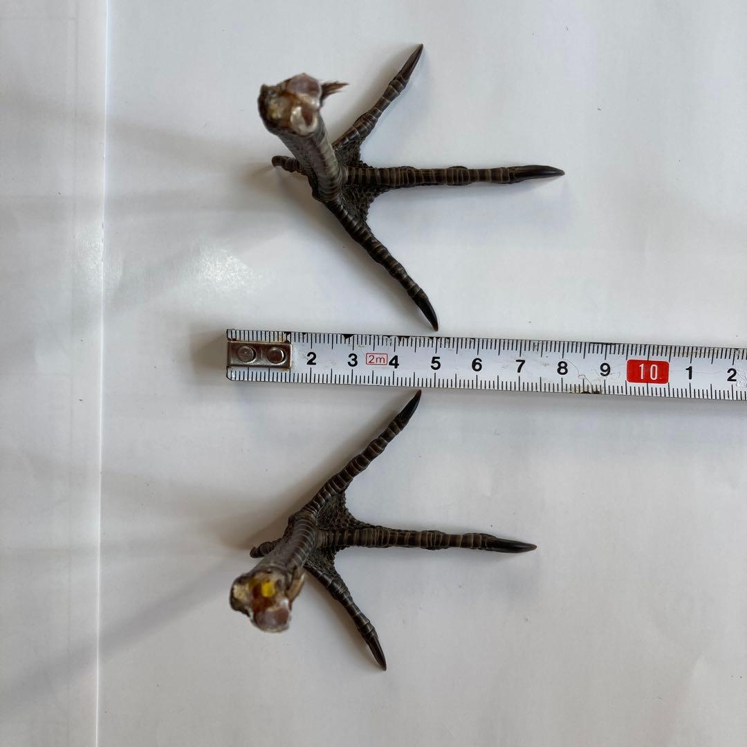 鳥の羽根　キジの翼と足