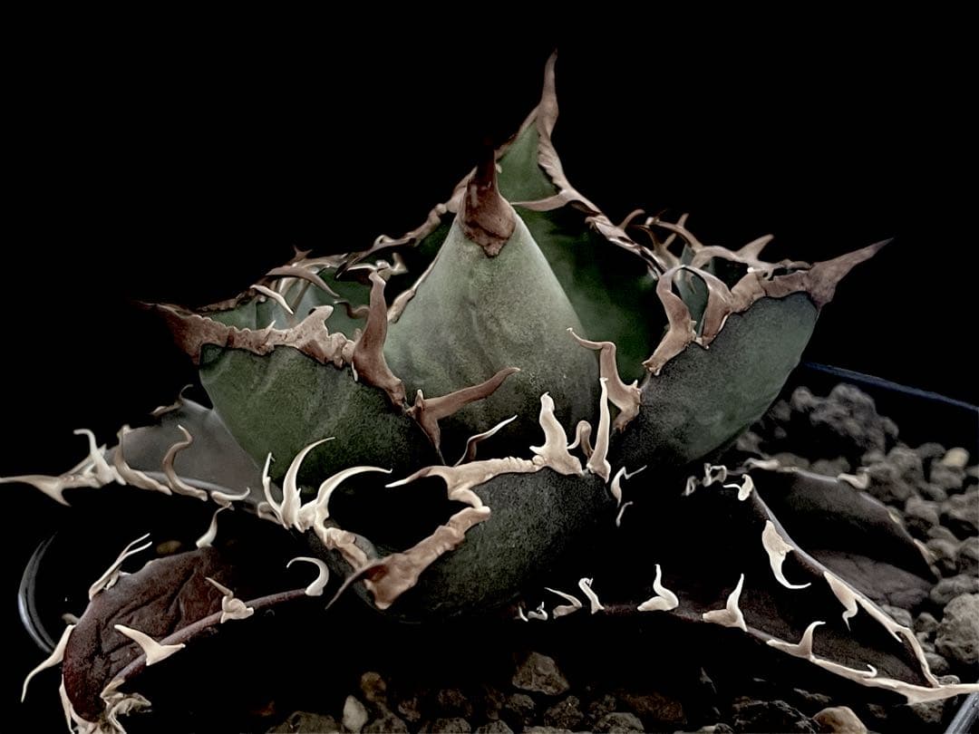 レア特価【CG産】アガベ チタノタ　シチリア　スパチタ　カクタスグリーン　子株