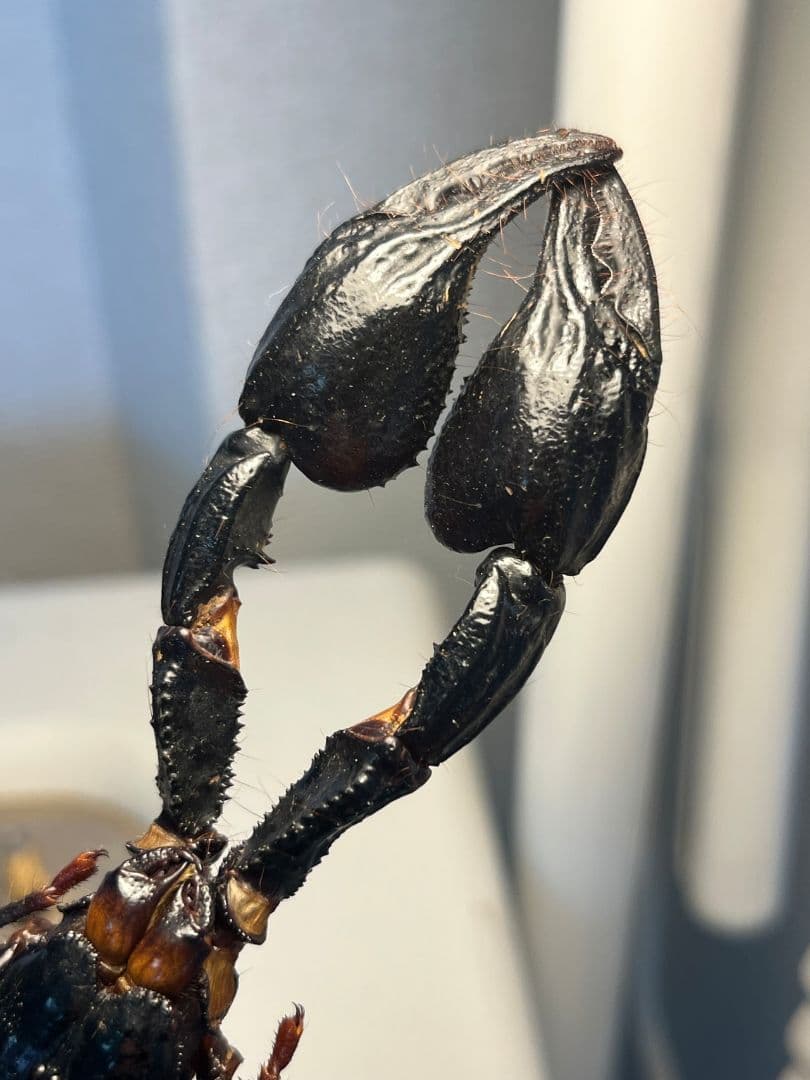 【巨大蠍標本】アジアンフォレストスコーピオン タランチュラ ムカデセンチピードカ