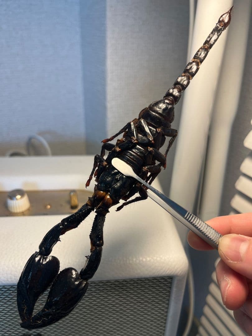 【巨大蠍標本】アジアンフォレストスコーピオン タランチュラ ムカデセンチピードカ