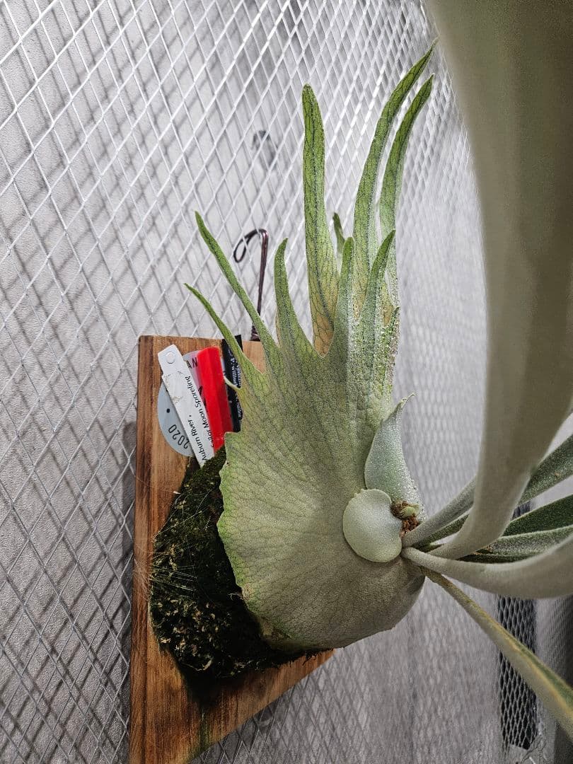 P.AR × P.willinckiicv.SailorMoon Select