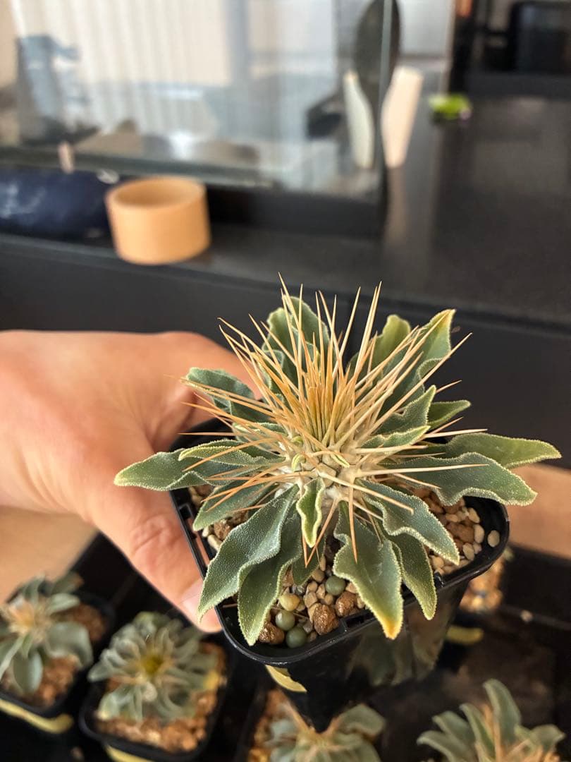 国内実生 パキポディウム ナマクアナム 光堂 ⑤