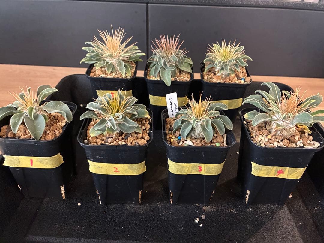 国内実生 パキポディウム ナマクアナム 光堂 ⑤